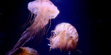 'Cyborg jellyfish