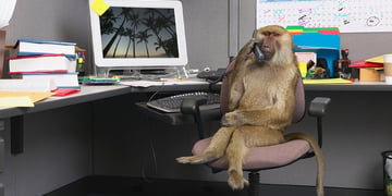 Monkey working with a computer