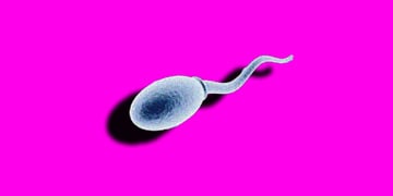 sperm-pink-background
