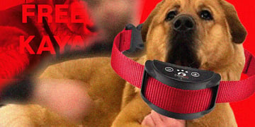 A photo of Hassan Pikers dog Kaya complete with shock collar and a "free Kaya" slogan in red.