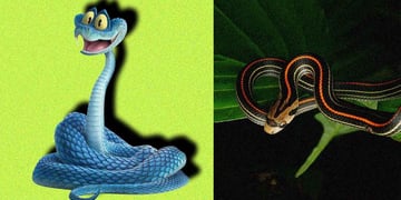 Split-screen of Gary the Snake from Zootopia and an Indonesian blue viper.