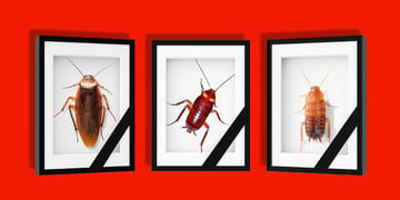 Photos of bugs that are deceased.