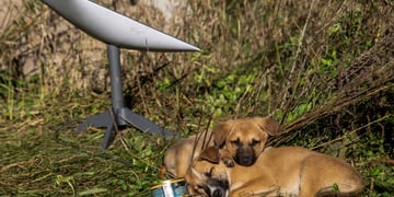 starlink_dogs