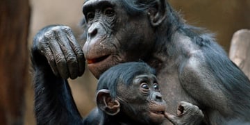 bonobo_ape_baby