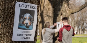 missing pet flyer on tree