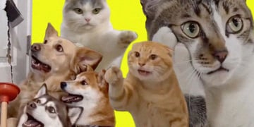 Cats and dogs acting as humans in Chinese AI-generated microdramas