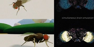 copied the fruit fly brain into a computer simulation