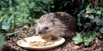 hedgehogGetty