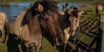 two dark brown horses, green grass, blue water flood in the back, 