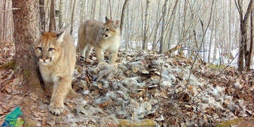 Cougar and Cubs