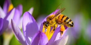 Honeybee on a flower