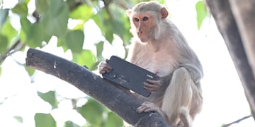 phone snatching monkey