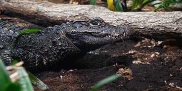 Crocodile Leon Neal Getty a