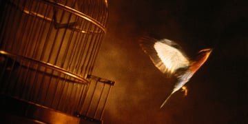 bird cages