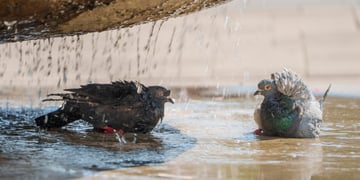 two wet pigeons in fountain, sunny day, clear water