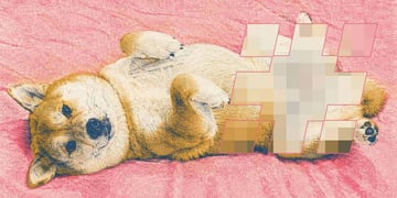 A Shiba Inu dog laying on its back, his private parts censored