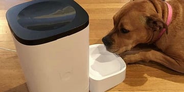 Petlibro smart dog feeder outage