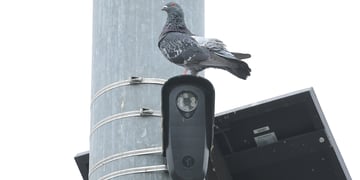 A pigeon perches on a Flock Safety camera, mounted high on traffic signal pole