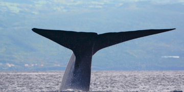 A whale in the ocean.