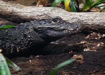 Crocodile Leon Neal Getty a