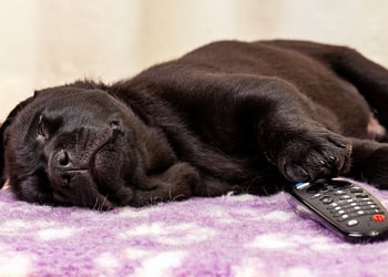 Black labrador retriever puppy asleep on a carpet near TV remote