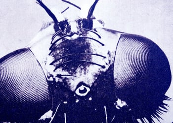 magnified fly head