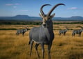 an antelope in the savanah with four other similar looking antilopes, blue-greyish fur, long horns