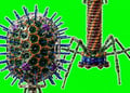 Two parts of bacteriophage, the virus that attacks bacteria