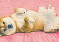 A Shiba Inu dog laying on its back, his private parts censored