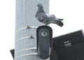 A pigeon perches on a Flock Safety camera, mounted high on traffic signal pole